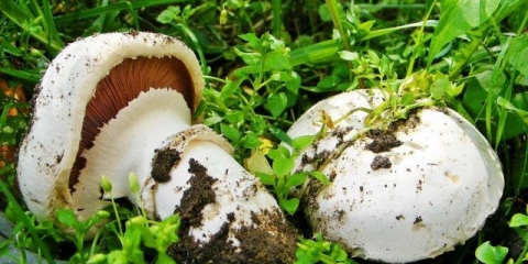 Šampinjon četverospora (dvoprstena): jestivost, opis i fotografija